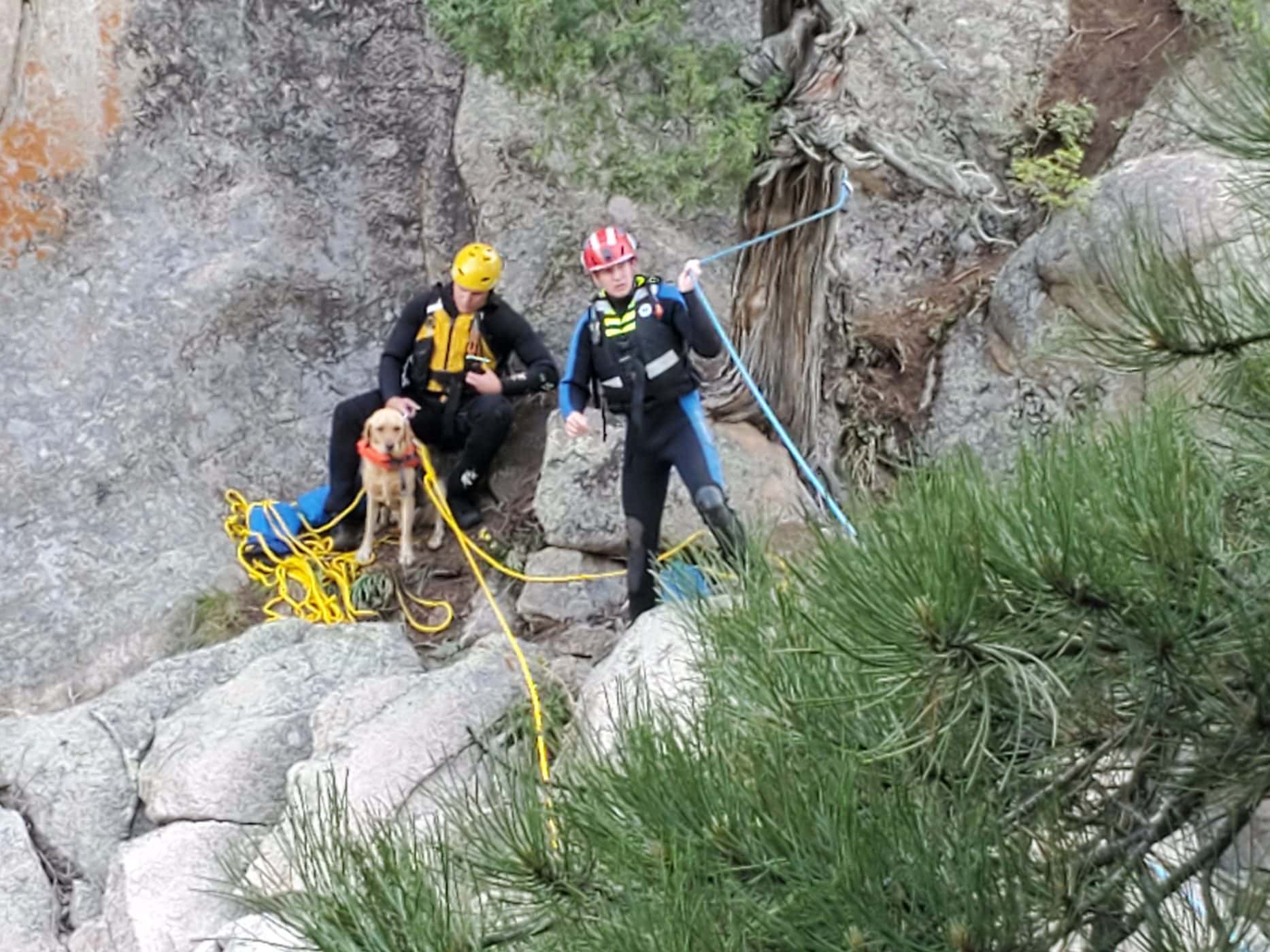 Dog Rescue — Mowgli