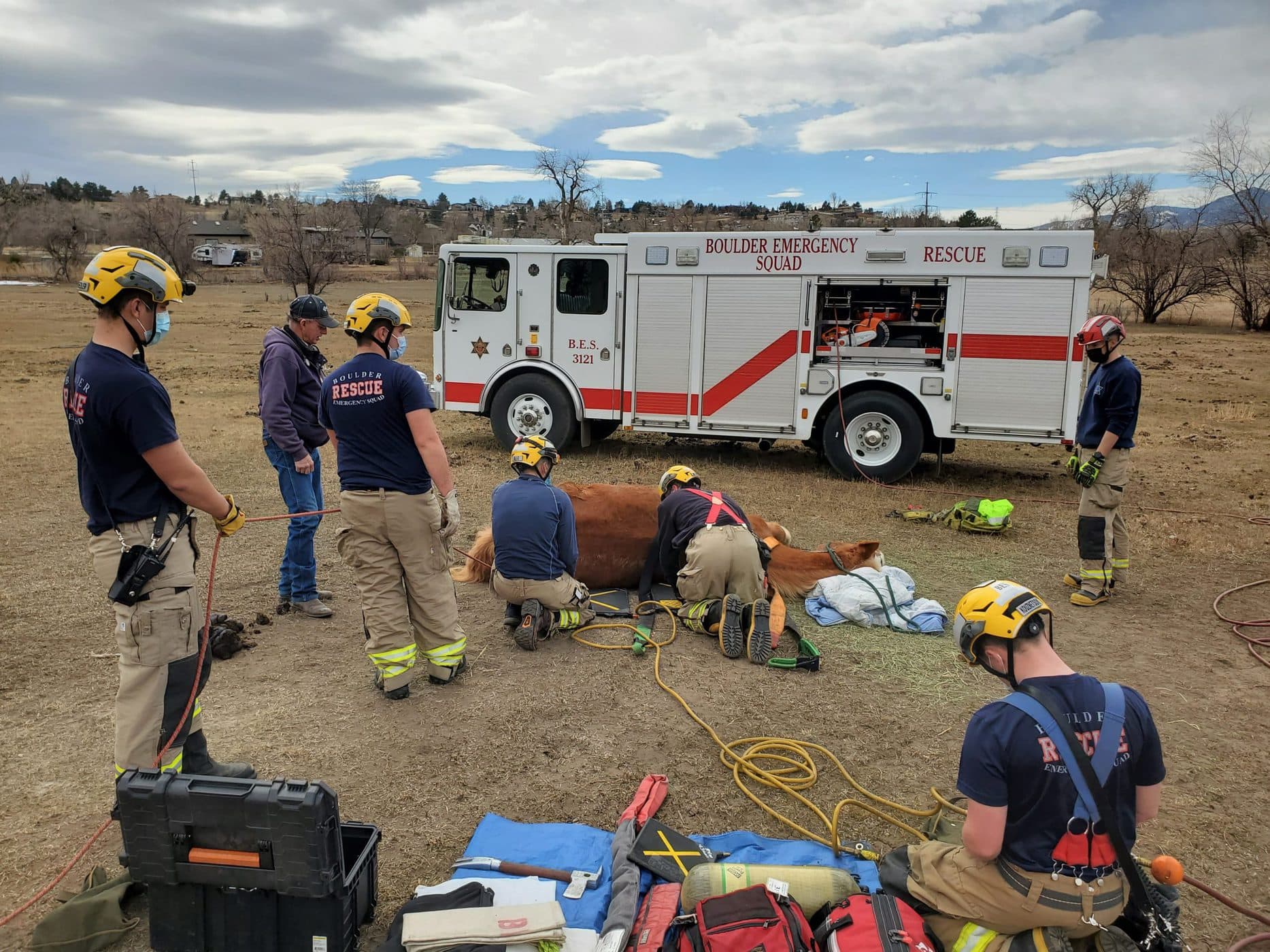 Horse Rescue — Lily